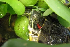 Rùa tai đỏ. (Ảnh: Internet).