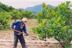 Dự án trồng 10.000ha điều ở Bình Dương thất bại. (Ảnh minh họa: Internet).