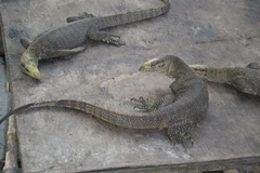 Kỳ đà. (Ảnh minh họa: Internet).