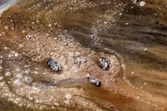 Dầu loang tại vùng biển ở Lousiana trong sự cố tràn dầu. (Nguồn: AFP/TTXVN)