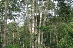 Ảnh minh họa. (Nguồn: Internet)