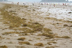 Rong, bèo biển ở bãi biển Cửa Lò. (Ảnh: Nguyễn Văn Nhật/Vietnam+)