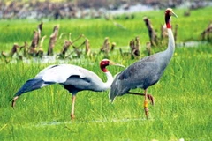 Vườn Quốc gia Tràm Chim - "ốc đảo xanh". (Ảnh: Internet).