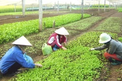 (Ảnh minh họa: Bùi Tường/TTXVN)