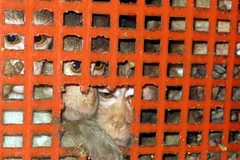 Đàn khỉ bị nhốt trong 10 giỏ và 2 bao nhựa để vận chuyển. (Ảnh: Ly Kha/TTXVN). 