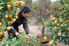 Làng hoa Hà Nội nhộn nhịp vào mùa phục vụ ngày Tết Nguyến đán