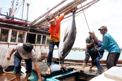 Giá xăng dầu giảm tạo động lực cho ngư dân bám biển