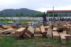 Lâm Đồng: Tạm giam 2 đối tượng tổ chức khai thác 300m3 gỗ trái phép