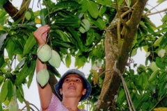 Xoài cát Hòa Lộc đầu vụ tăng giá mạnh, nông dân phấn khởi