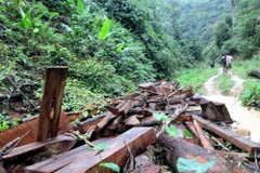 "Nóng" tình trạng khai thác lâm sản trái phép tại tỉnh Kon Tum