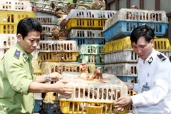 Quảng Trị: Bắt gần 1 tấn gà nhập lậu từ Lào về Việt Nam