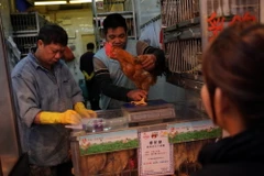 Canada xác nhận thêm một trường hợp nhiễm virus cúm gia cầm H7N9