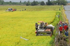 Tây Nguyên đạt sản lượng lượng thực cao nhất từ trước đến nay