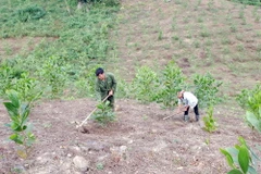 Chủ đầu tư dự án thủy điện tại Phú Yên “chây ỳ” trồng rừng thay thế