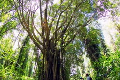 Các giải pháp quản lý bảo tồn bền vững đa dạng sinh học