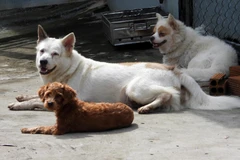 Hiện nay, tại nhiều nơi công tác quản lý đàn chó còn lỏng lẻo, tỷ lệ tiêm vaccine dại trên chó còn thấp. (Ảnh: TTXVN/Vietnam+)