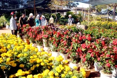 Ảnh minh họa. (Ảnh: TTXVN)