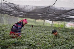 Người dân chăm sóc cây dược liệu trên vùng núi cao. (Ảnh: CTV/Vietnam+)