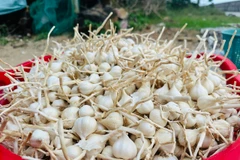 [Photo] Mùa thu hoạch "vàng trắng" trên huyện Đảo Lý Sơn 