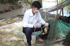 Cán bộ thú y tiêm phòng cho gia cầm. (Ảnh: Hồng Thái/TTXVN)