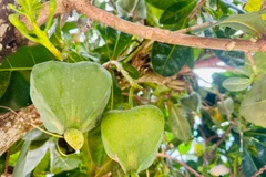 Quả bàng như chiếc đèn lồng độc đáo. (Ảnh: PV/Vietnam+)