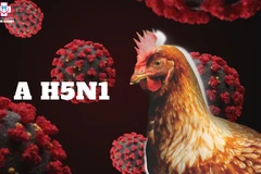 Việt Nam được ghi nhận kiểm soát tốt dịch cúm A/H5N1 trong 10 năm qua