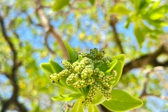 Vẻ đẹp sừng sững của cây phong ba, cây bão táp trên quần đảo Trường Sa