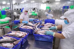 Sản phẩm thủy sản xuất khẩu thế mạnh là cá tra. (Ảnh: Vũ Sinh/TTXVN)