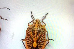 Hình ảnh con bọ xít khiến cả gia đình anh K bị ngộ độc. (Ảnh: Bệnh viện Bạch Mai cung cấp)