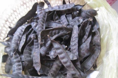 Chưa có cơ sở đốt bồ kết ăn tỏi, bôi dầu tràm diệt được 2019-nCoV 