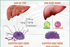 Tinh chất Wasabia và S. Marianum (có trong HEWEL) chứa hoạt tính sinh học cao, giúp kiểm soát hiệu quả tế bào Kupffer, chủ động chống độc, ngăn chặn quá trình suy gan và bảo vệ gan.