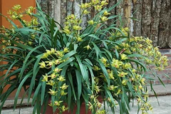 Sa Pa chuẩn bị khoảng 10.000 chậu hoa lan phục vụ nhu cầu Tết