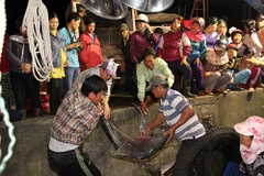 Ngư dân Quảng Trị trúng lớn cá bè quỵt 10 năm mới xuất hiện