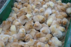 (Ảnh minh họa. Nguyễn Hoàng/TTXVN)