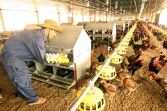 (Ảnh minh họa. Vũ Sinh/TTXVN)