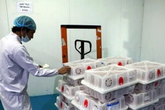 Chiếu xạ trái vải xuất khẩu sang thị trường Mỹ và Australia. (Ảnh: Thông Hải/TTXVN)