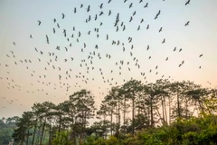 (Ảnh minh họa. Xuân Tư/TTXVN)