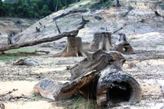 Những gốc cây cổ thụ nằm ngổn ngang dưới đáy lòng hồ thủy điện Khe Diên, tỉnh Quảng Nam. (Ảnh: Hùng Võ/Vietnam+)