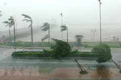 Ảnh minh hoa. (Nguồn: TTXVN) 