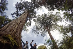 Nhiều cây pơmu cổ thụ có tuổi thọ đo được là hơn 1.800 năm.(Ảnh: Hùng Võ/Vietnam+)