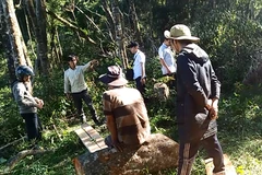 “Nói thẳng, ở đâu có rừng thì ở đó còn một số đối tương trục lợi, cái đó không thể tránh khỏi”-Chi cục trưởng chi cục Kiểm Lâm Quảng Bình nói. (Ảnh: Hùng Võ/Vietnam+)