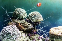 Ảnh minh họa. (Nguồn: TTXVN) 