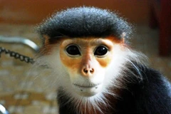 Ảnh minh họa. (Nguồn: TTXVN)