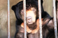 Cá thể gấu chó nặng khoảng 50kg được cứu hộ tại Tây Ninh. (Nguồn: Tổ chức Động vật châu Á) 