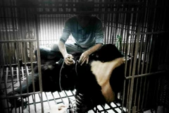 Cần chấm dứt việc chích hút gấu lấy mật. (Ảnh: ENV)