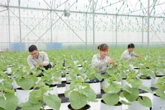 Bộ Nông nghiệp và Phát triển Nông thôn chưa hoàn thành xây dựng chỉ số, biểu mẫu giám sát, đánh giá Chương trình Mục tiêu Quốc gia Xây dựng Nông thôn mới. (Ảnh minh họa: PV/Vietnam+)