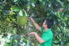 Người dân ở xã Tân Hội, thị xã Cai Lậy, Tiền Giang chăm sóc mít Thái siêu sớm. (Ảnh: Minh Trí/TTXVN)