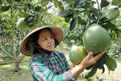 Nông dân Bến Tre chăm sóc bưởi da xanh. (Ảnh: Công Trí/TTXVN)