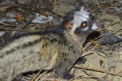 (Ảnh minh họa: TTXVN phát)