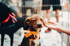 Ảnh minh họa. (Nguồn: livekindly.com)